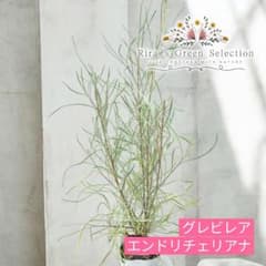 【特定記録郵便】グレビレア　エンドリチェリアナ　オージープランツ　105のサムネイル