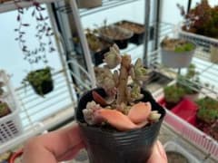 ひめ様★専用ページのサムネイル