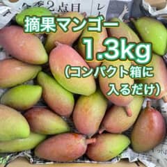 沖縄県産 摘果マンゴー 約1.3kg｜40〜120g 青マンゴー・グリーンマンゴのサムネイル