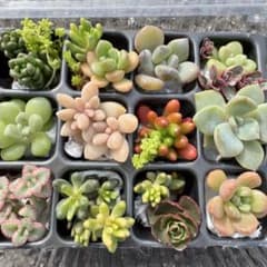 多肉植物セット カット苗 セット♡のサムネイル