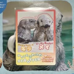 鳥羽水族館 コレクションカード vol.2 ラッコ キラ メイ - メルカリ