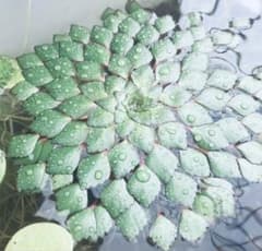 ウォーターダイヤ　子株1つ　セドイデス　コビトヒメビシのサムネイル