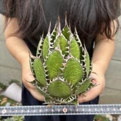 619アガベ “ホリダ ”極上株 極上強刺 Agave horrid - メルカリ