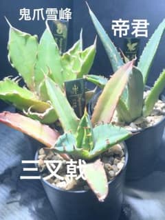 チタノタ3種セットC♩鉢ごと発送 ネームタグ付 - メルカリ