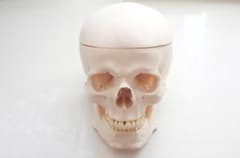 頭蓋骨 模型 ソムソ SOMSO 社製 Z13 - メルカリ