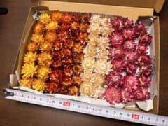 ドライフラワー ヘリクリサム ミックス 花材のサムネイル