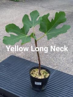 Yellow Long Neck イチジク苗木 4号 ② - メルカリ