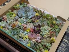 多肉植物 エケベリア・セダム 寄せ植え 詰め合わせセット❁⃘*.゜
