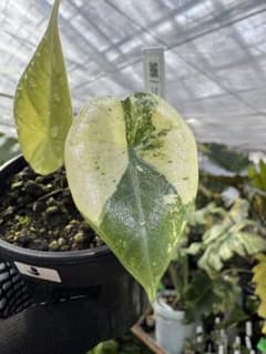 3アロカシア マハラニ ゴールド 黄斑入り - メルカリ