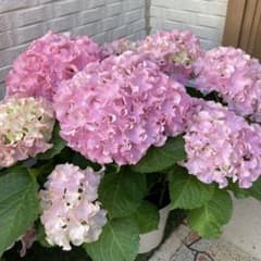 紫陽花 アジサイ ふるふる ピンク フリル 5号 11 - メルカリ