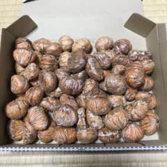 熊本県産　栗のサムネイル