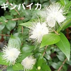 ギンバイカ 挿し木苗　抜き苗　B ギンバイカ 挿し木苗 抜き苗 N - メルカリ