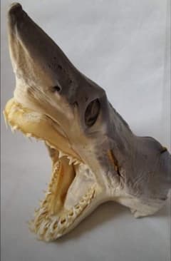 サメ　鮫　標本　剥製　頭部 m16551045541_1.jpg?1746877856