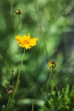 希少 LOMO Helios-92 92mm f2 M42マウント - メルカリ