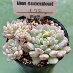 多肉 アラモ 錦玉園 カット苗 | Shop at Mercari from Japan! | Buyee