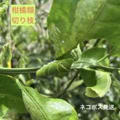 柑橘類の葉枝付き アゲハチョウ 幼虫の餌 農薬不使用 - メルカリ