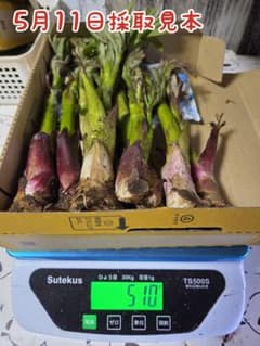 日本最北端稚内から天然山ウド5kg お届け 日本最北端稚内より天然山ウド500g 以上朝採り当日発送 - メルカリ