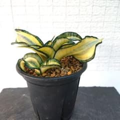 サンスベリア ゴールデンウェンディー 発根済み 多肉植物 観葉植物のサムネイル