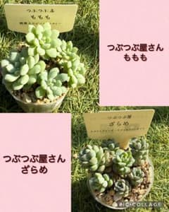 ★メルカリ便発送★ももも&ざらめ★つぶつぶ屋さん★のサムネイル