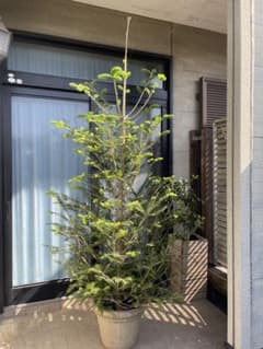 ①もみの木 樹高210センチ クリスマスツリー 引取り歓迎 配達可能