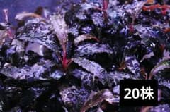 クダガン 20株 ブセファランドラ 水上葉 組織培養 水草セット - メルカリ