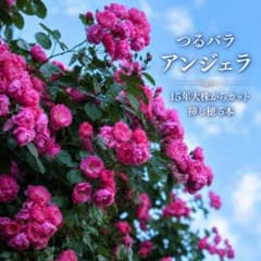 つるバラ　アンジェラ　挿し穂　５本　匿名配送 ✨️つるバラアンジェラ挿し穂5本✨壁面覆う15年大株カップ咲き
