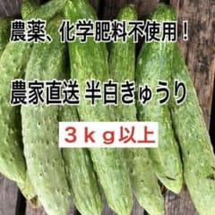 農家直送 半白きゅうり 3kg以上 農薬化学肥料不使用のサムネイル