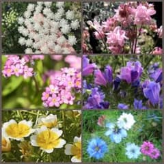 お花の種６種類セットのサムネイル