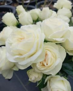 バラ苗(入手困難切り花種) 激レア種 - メルカリ