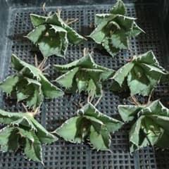 【極上品】 アガベ 金鯨 チタノタ　大株 A286 アガベ チタノタ 多肉植物 強棘 金鯨 極上8株同梱 - メルカリ