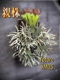 P.willinckii Totoro spore（二芽）YMDs ビカクシダ ビカクシダP.willinckii Totoro spore YMDS - メルカリ