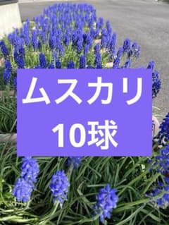 ムスカリ 球根 10球のサムネイル