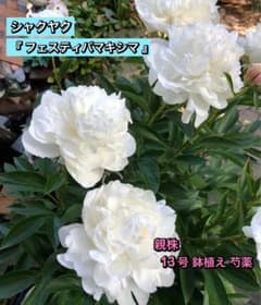 シャクヤク　芍薬　シャクヤク特大株　シャクヤク１０号鉢 鉢植え苗 シャクヤク 芍薬 大苗 芍薬大株10号鉢 鉢植え シャクヤク大苗 芍薬