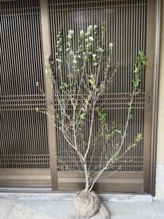 セール⭐️ 利休梅　白花　高さ約1.6m 大株　花終わり値下げ セール⭐️ 利休梅 白花 高さ約1.6m 大株 花終わり値下げ - メルカリ