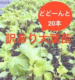 ネコポス】訳あり大葉抜き苗 20本セット 中苗 - メルカリ