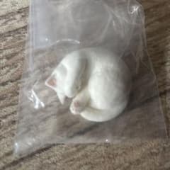 눈부신 냥 2 흰 고양이 뽑기