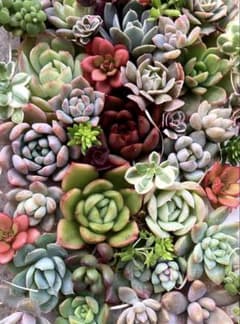 多肉植物カット苗詰め合わせ♡19×12cm 大パック♡寄せ植え 多肉弁当のサムネイル