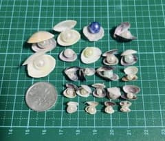 ハンドメイド素材 貝殻入りパール 20個セットのサムネイル