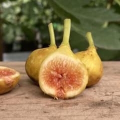 Tropical Goldenberry 挿木苗 イチジクのサムネイル