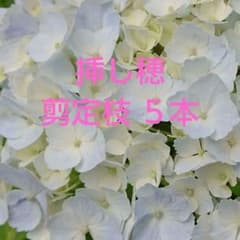 アジサイ剪定枝 挿し穂 5本 西洋紫陽花 淡色一重手まり咲き - メルカリ