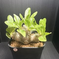 ぴ*ん様 実生 パキポディウム 恵比寿大黒② 抜き苗のサムネイル