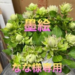 まなママ　希少　クレマチス　墨絵　蕾多数　６号　５月５日発送　３鉢 なな様専用 希少 クレマチス 墨絵 蕾多数 6号 5月5日発送 - メルカリ