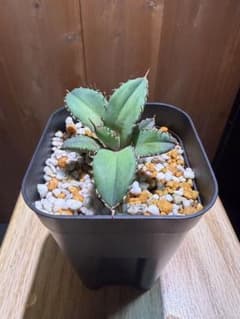 アガベ 姫厳竜　塊根植物　鉢植えのサムネイル