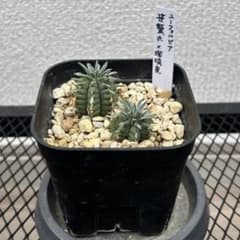 ユーフォルビア 笹蟹丸×瑠璃晃 まとめてセット 多肉植物 名札付き 抜き苗　③のサムネイル