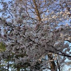 まかろん様専用のサムネイル