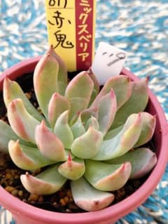 ☘️119 赤鬼／おらいさん苗 ミックスベリア 多肉植物 エケベリア