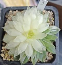 多肉植物 ハオルチア 白桜オブツーサ錦 超美品 親株 透明窓 - メルカリ