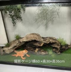 流木 No.319アク抜き済 煮沸紫外線殺菌済 爬虫類トカゲシェルター