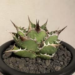 【親株】アガベ オアハカ 実生 オアハカ実生 親株 - メルカリ