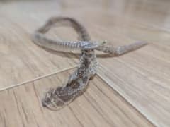 蛇の抜け殻 縁起物のサムネイル